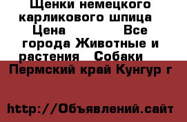 Щенки немецкого карликового шпица › Цена ­ 20 000 - Все города Животные и растения » Собаки   . Пермский край,Кунгур г.